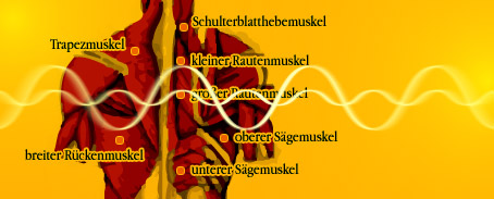 Impacting the whole muscle system - including the deep-muscles