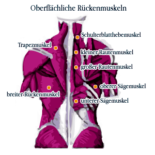 Oberflächliche Rückenmuskeln